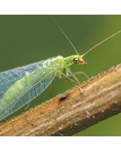 Chrysopes contre les pucerons, thrips, cochenilles et acariens - 100 larves - Technologie Vivapack®