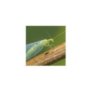 Chrysopes contre les pucerons, thrips, cochenilles et acariens - 100 larves - Technologie Vivapack®