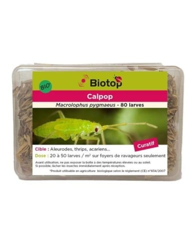 Calpop 80 larves Macrolophus contre les Aleurodes