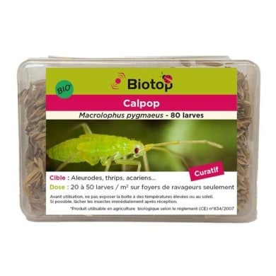 Calpop 80 larves Macrolophus contre les Aleurodes