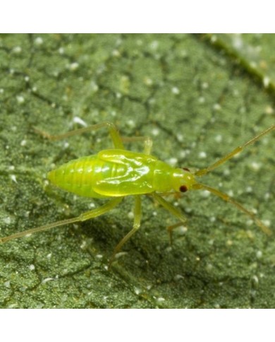 Calpop 80 larves Macrolophus contre les Aleurodes