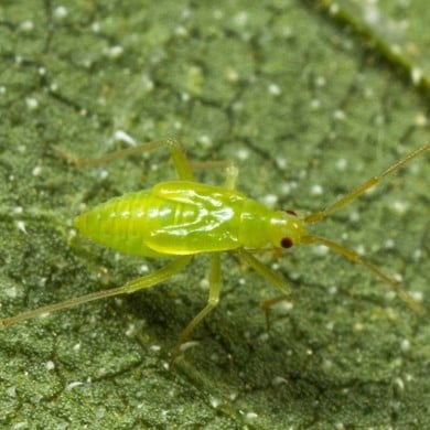 Calpop 80 larves Macrolophus contre les Aleurodes