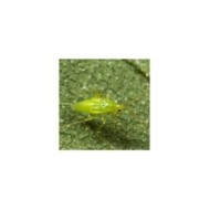 Calpop 80 larves Macrolophus contre les Aleurodes