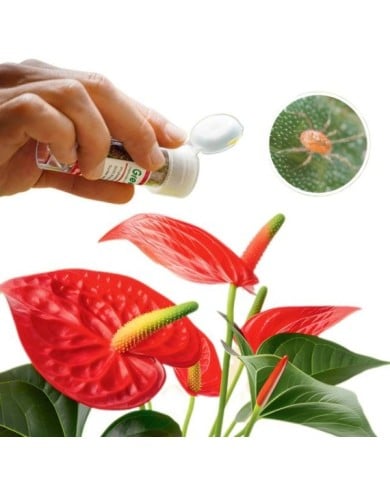 Phytoseiulus contre les Araignées rouges - boîte de 500