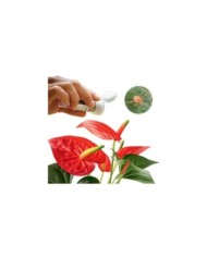Phytoseiulus contre les Araignées rouges - boîte de 500