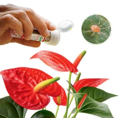 Phytoseiulus contre les Araignées rouges - boîte de 500
