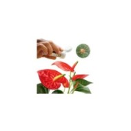 Phytoseiulus contre les Araignées rouges - boîte de 500