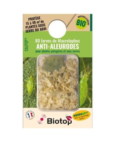 Calpop® 80 larves de Macrolophus contre les Aleurodes - Technologie Vivapack®