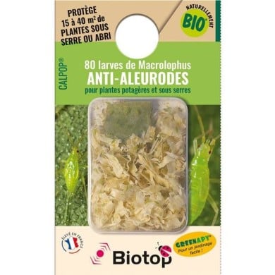 Calpop® 80 larves de Macrolophus contre les Aleurodes - Technologie Vivapack®