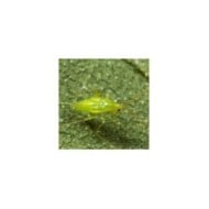 Calpop® 80 larves de Macrolophus contre les Aleurodes - Technologie Vivapack®