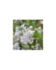 Clématite Jouiniana 'Mrs Robert Brydon'