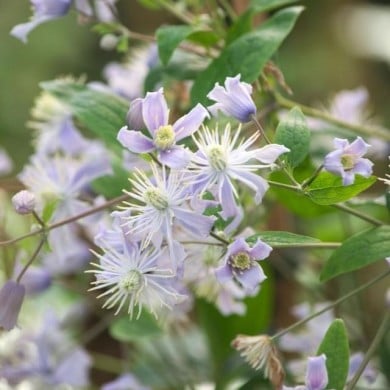Clématite Jouiniana 'Mrs Robert Brydon'