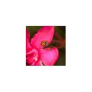 Coccilaure® 250 larves, anti-puceron  plantes basses, rosiers et lauriers-roses