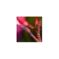 Coccilaure® 250 larves, anti-puceron  plantes basses, rosiers et lauriers-roses