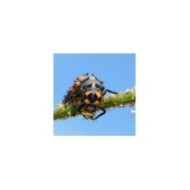 Coccilaure® anti-pucerons Plantes basses, rosiers, lauriers roses 30 larves Vivapack®