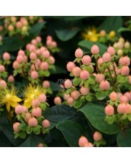 Millepertuis MAGICAL® Beauty