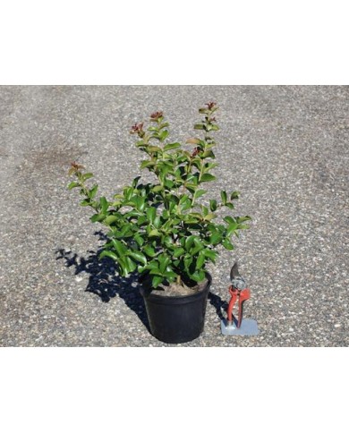 Lilas des Indes 'Berlingot Menthe'