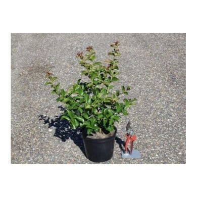 Lilas des Indes 'Berlingot Menthe'