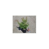 Lilas des Indes 'Berlingot Menthe'