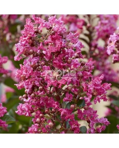 Lilas des Indes 'Berry Dazzle'