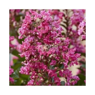 Lilas des Indes 'Berry Dazzle'