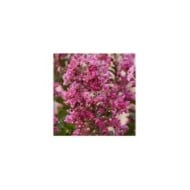 Lilas des Indes 'Berry Dazzle'