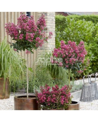 Lilas des Indes 'Berry Dazzle'