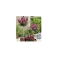 Lilas des Indes 'Berry Dazzle'
