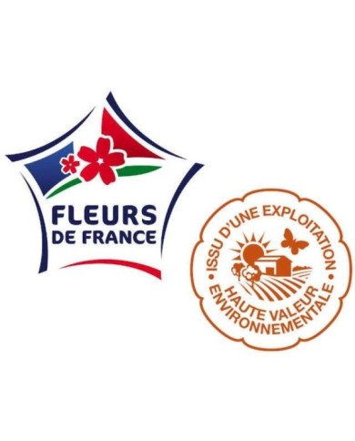 Lilas des Indes 'Berry Dazzle'