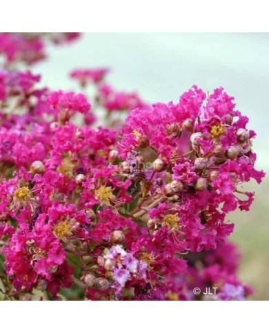 Lilas des Indes 'Mimie Fuchsia'