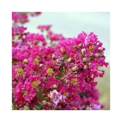 Lilas des Indes 'Mimie Fuchsia'
