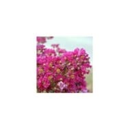 Lilas des Indes 'Mimie Fuchsia'