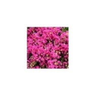 Lilas des Indes 'Mimie Fuchsia'