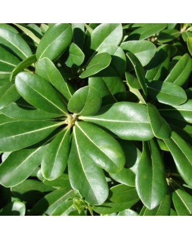 Pittosporum du Japon