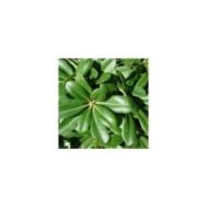Pittosporum du Japon
