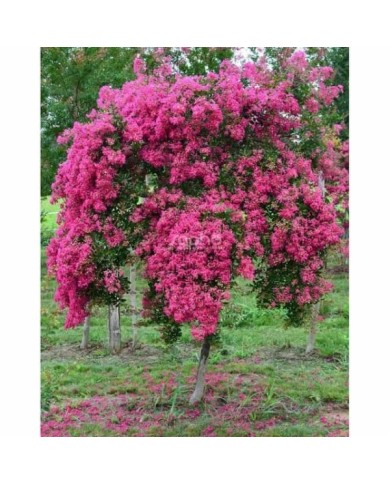 Lilas des Indes 'Mimie Fuchsia'