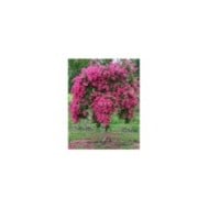 Lilas des Indes 'Mimie Fuchsia'