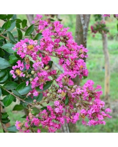 Lilas des Indes 'Mimie Rose'