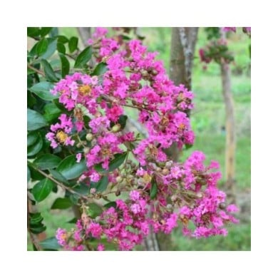 Lilas des Indes 'Mimie Rose'