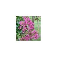 Lilas des Indes 'Mimie Rose'