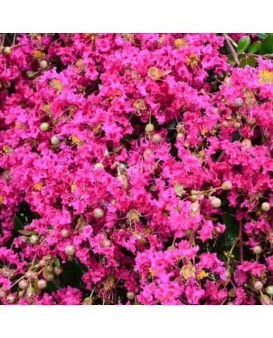 Lilas des Indes 'Mimie Rose'