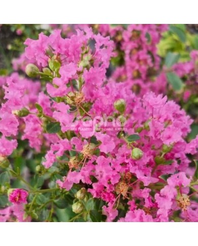 Lilas des Indes 'Mimie Rose'