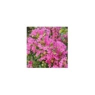 Lilas des Indes 'Mimie Rose'