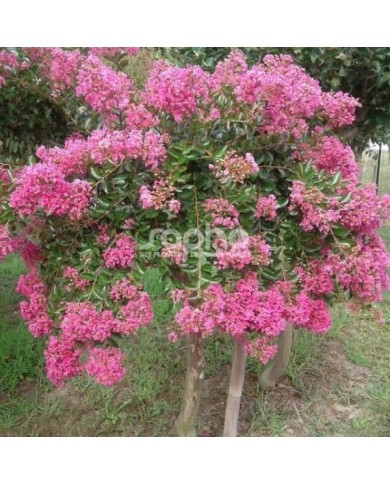 Lilas des Indes 'Mimie Rose'