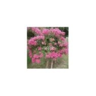 Lilas des Indes 'Mimie Rose'
