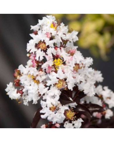 Lilas des Indes 'Moonlight Magic'