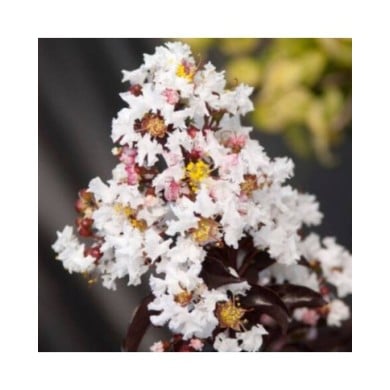 Lilas des Indes 'Moonlight Magic'