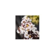 Lilas des Indes 'Moonlight Magic'