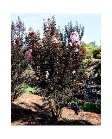 Lilas des Indes 'Moonlight Magic'