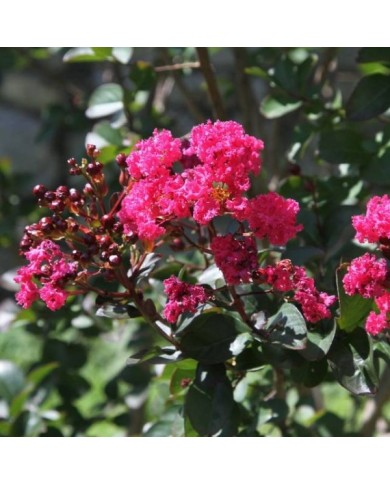Lilas des Indes 'Pink Velour'